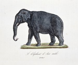 Natural History Plate: Zoological chart depicting the Asian Elephant male - in 