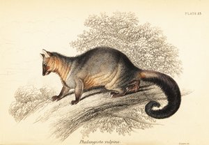 Common Brushtail Possum, Trichosurus Vulpecula (engraving)