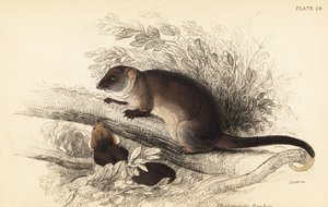 Common ringtail possum, Pseudocheirus peregrinus (1841)