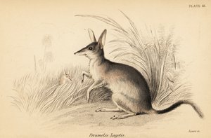 Greater bilby, Macrotis lagotis, Endangered, 1841