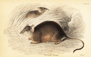 Mardo or yellow-footed antechinus, Antechinus flavipes, 1841