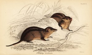 Northern Three-striped Opossum, Monodelphis americana, 1841 (engraving)