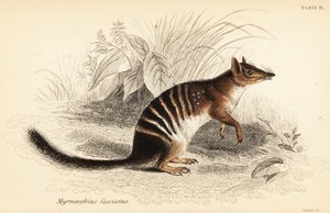Numbat, Myrmecobius fasciatus, Endangered, 1841 (engraving)