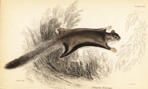 Sugar Glider, Petaurus Breviceps