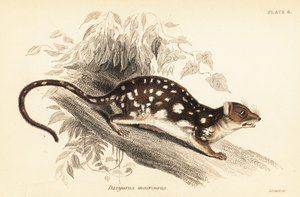 Tiger Quoll, Dasyurus maculatus (engraving)