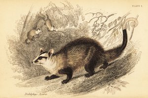 White-Eared Opossum, Didelphis Albiventris