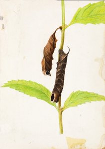 Curled Dead Leaf Mimicking Sphinx Caterpillar, study for book Concealing Coloration in the Animal Kingdom