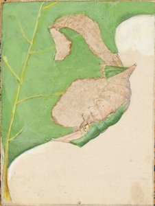 Oak Leaf Edge Caterpillar, study for book Concealing Coloration in the Animal Kingdom by Gerald H. Thayer