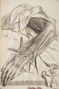 Anatomia Humani Corporis by Govard Bidloo