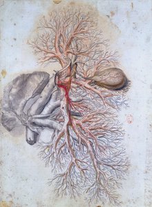 Blood vessels of the liver and the gall bladder, from Anatomia Humani Corporis by Govard Bidloo