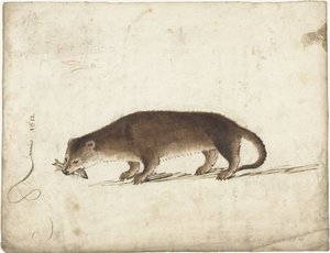 Otter with a Fish in Its Mouth by Gerard ter Borch (I)