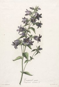 Flowers drawn from nature: Bellflower, c. 1800 by Gerard van Spaendonck