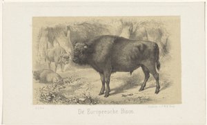 European Bison by Gerardus Johannes Bos