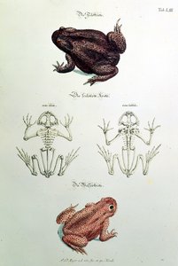 Toads, plate LIII from 