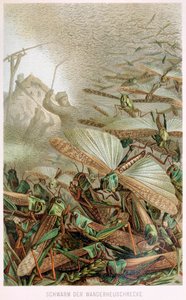 A Swarm of Locusts, from Brehms Tierleben, pub. 1860s by German School