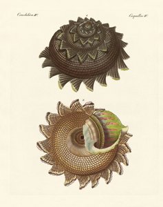 A Rare Mollusk Shell of the South Sea