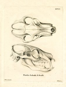 Aardwolf Skull by German School