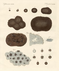 About the Organisation, Kind of Reproduction and the Building of Truffles