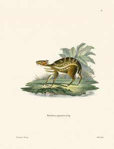 African Chevrotain by German School