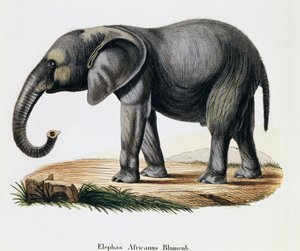 African Elephant (Elephas africanus), from Mammals illustrated from Nature with descriptions, by Johann Christian Daniel von Schreber, engraving by IC Bock after drawing by A Fleischmann by German School