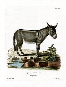 African Wild Ass by German School