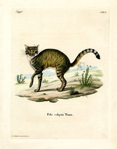 African Wildcat by German School