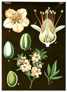 Almond (Prunus Amygdalus) by German School