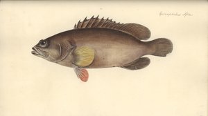Alphestes Afer, before 1793