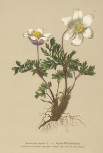 Alpine Anemone (Anemone alpina, Pulsatilla alpina) by German School
