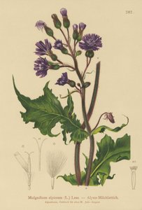 Alpine Blue Sow Thistle