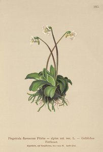 Alpine Butterwort