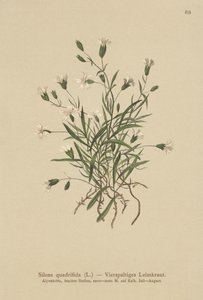 Alpine Campion by German School