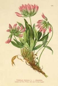 Alpine Clover by German School