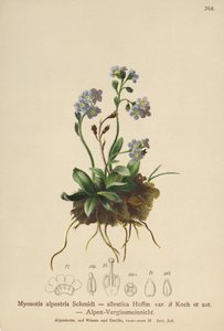 Alpine Forget-me-not by German School