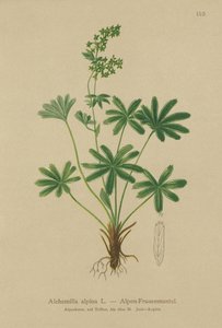 Alpine Ladys-Mantle by German School