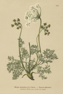 Alpine Lovage