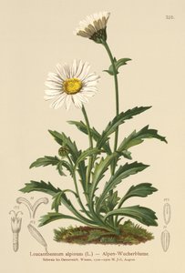 Alpine Moon Daisy by German School