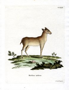 Alpine Musk Deer
