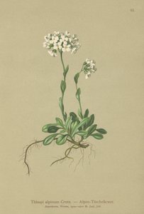Alpine Pennycress