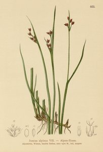 Alpine Rush by German School