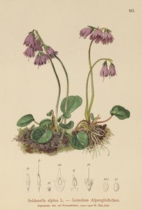Alpine Snow Bell by German School