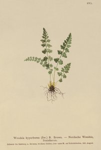 Alpine Woodsia
