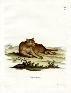 Amazon Cougar