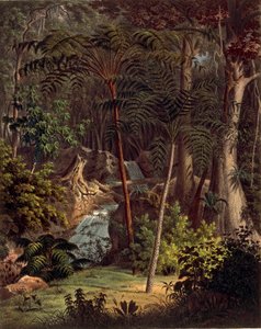 Amazon Rainforest, table XXVII from 