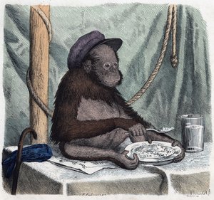 An educated orangutan eats rice with a spoon. In 