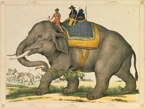 An Elephant Used to Hunt Its Own, Pictorial Broadsheet Published by Joseph Scholz, Mainz, c.1860 by German School
