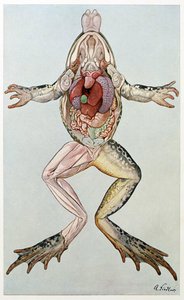 Anatomical Cross Section of a Female Frog, from Brehm
