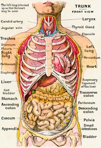 Anatomical View of the Human Torso by German School
