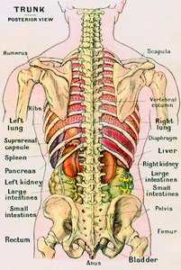 Anatomical View of the Human Torso by German School