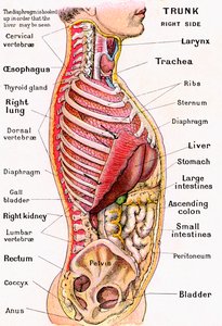 Anatomical View of the Human Torso by German School